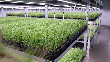 Wall Mural - Medium shot of vibrant pea shoots sprouting densely in trays showcasing fresh tender greens in controlled indoor cultivation.
