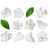 PNG Real gardenia flower petals leaves. 