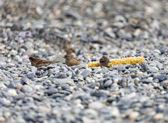 Wall Mural - Three birds are eating from a yellow object on a rocky beach