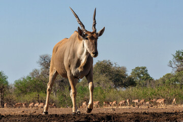 Wall Mural - Common eland antelope (Taurotragus oryx) female comming for a drink at a waterhole in Mashatu Game Reserve in the Tuli Block in Botswana