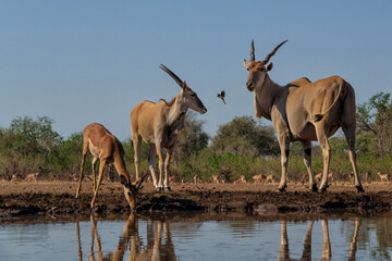 Wall Mural - Common eland antelope (Taurotragus oryx) female comming for a drink at a waterhole in Mashatu Game Reserve in the Tuli Block in Botswana