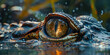 © RhymeTime - A close up of an alligator's eye in the water with water droplets on its head and surrounding area