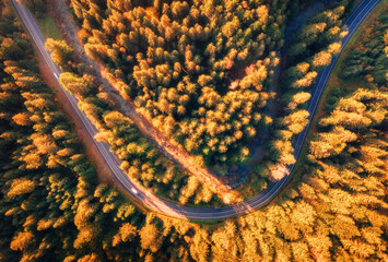 Wall Mural - Aerial drone view of winding road through colorful autumn forest in Carpathian Mountains, Ukraine. Scenic mountain landscape with curving asphalt road, car in motion and golden fall trees. Top view