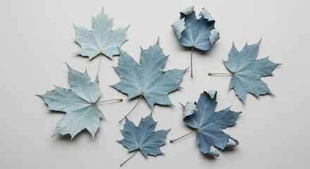 Autumn leaves arranged isolated on white background	