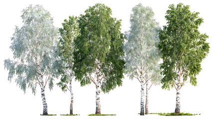 Group of birch trees with white bark isolated on transparent background