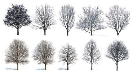 Collection of bare winter trees isolated on transparent background