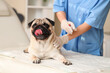 © Pixel-Shot - Female veterinarian giving vitamin A injection to pug dog in clinic, closeup