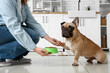 © Pixel-Shot - Woman giving feeding bowl with pet food to French bulldog in kitchen