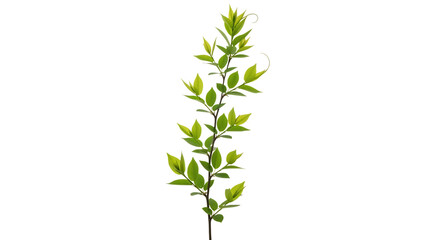 A single green leafy branch with a natural organic shape isolated on a pure white background isolated on white background