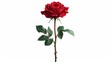 © Hamdi - Vibrant red rose with green stem and leaves against a clean white backdrop