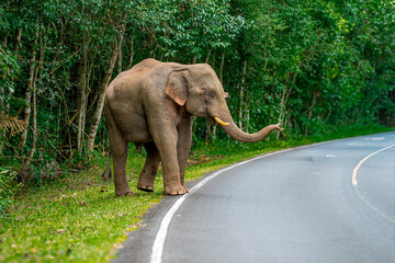 Wall Mural - Its body is gray, its snout is called the trunk. The trunk of the Asian elephant has only one beak. Nakhon Ratchasima, Thailand.