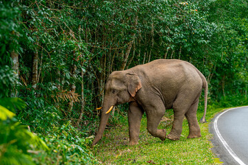 Wall Mural - Its body is gray, its snout is called the trunk. The trunk of the Asian elephant has only one beak. Nakhon Ratchasima, Thailand.