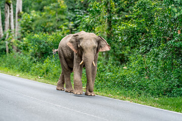 Wall Mural - Its body is gray, its snout is called the trunk. The trunk of the Asian elephant has only one beak. Nakhon Ratchasima, Thailand.