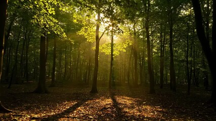 Wall Mural - sunlight filtering through a dense forest canopy, creating moving light and shadow patterns in a pea