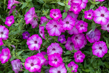 Wall Mural - Full frame abstract texture background view of a bed of blooming pink and white petunias
