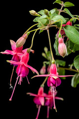 Wall Mural - Fuchsia Blossoms with a Dark and Moody Backdrop