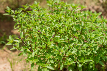 Naklejka na meble Harvesting fresh basil leaves community garden botanical image outdoor setting ground level plant care