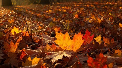 Wall Mural - ground level timelapse showcasing the subtle movements of shadows and light across the fallen autumn