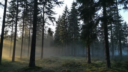 Wall Mural - Ethereal timelapse of morning fog slowly dissipating as a light breeze rustles through forest trees environment, dawn, growth
