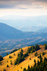 Wall Mural - fir trees on a meadow down the hill. coniferous forest in carpathian mountains of ukraine. steep hillside on sunny day in early autumn