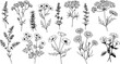 © Mohamed - Elegant botanical illustration featuring a variety of hand drawn wildflowers and herbs in a vector format