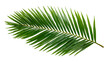 © Wajed Creative - A single green palm frond isolated on transparent background