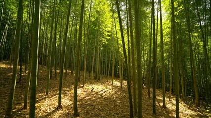 Wall Mural - dynamic timelapse of sunlight filtering through a dense bamboo forest, creating moving patterns of l
