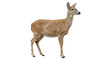© Claudia - Isolated Whitetail Doe Standing Alertly, Elegant Deer, Cervidae Family, Looking Right, Animal