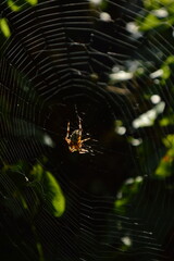spider web in the morning