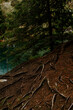 © Вера Саврикова - Exposed tree roots growing from the ground, forest detail