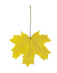 Wall Mural - leaf leaves maple one isolated for background