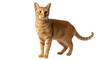 © Aline - Isolated orange tabby cat standing alert, looking forward pet animal against plain space
