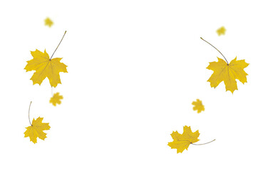 Wall Mural - autumn leaf colors isolated for background