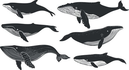 Wall Mural - A collection of various whale illustrations showcasing their unique shapes and features..