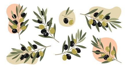 Botanical illustration of ripe green and black olives on branches with abstract shapes and a white background.