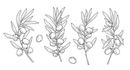 Detailed botanical illustration of olive tree branches with berries and individual fruits showing intricate leaf structure and drupe development.