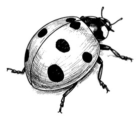 Wall Mural - vintage engraving black and white outline line art drawing of a ladybug insect isolated object close