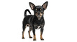 © Natasha - Isolated Chihuahua standing and looking ahead with curious expression against neutral stage