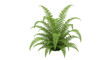 © Julie - Isolated lush green fern bush, vibrant foliage plant, botanical beauty and ornamental freshness