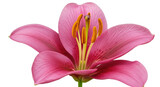 Striking pink lily flower isolated on transparent background, close-up of vibrant petals and prominent stamens in full bloom
