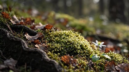 Poster - Intimate Close Up of Detailed Forest Floor with Shallow Depth of Field commercial, texture, earth