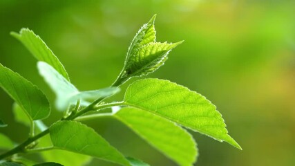 Wall Mural - Extreme close-up of tender green leaves gently waving and fluttering in a soft breeze against a bokeh background beauty, plants, organic