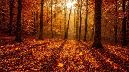 Wall Mural - Dynamic timelapse of sunlight and shadows dancing across an enchanting autumn forest floor as the day progresses, highlighting the rich fall colors sun, shade, woods