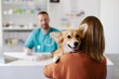 © Home-stock - Pet health care concept. Pembroke Welsh Corgi dog being held by female owner at vet clinic, woman talking to male doctor, copy space