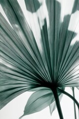 Wall Mural - Abstract Fan Palm Leaf with Ribbed Texture and Backlighting, Botanical Background