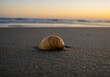 © CrazyJuke - Seashell on Sandy Shoreline: A solitary seashell rests peacefully on a sandy shore, kissed by the warm, golden light of the setting sun, offering a tranquil scene that evokes serenity.