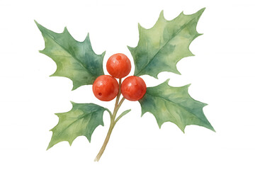Wall Mural - Holly branch with red berries watercolor illustration, representing christmas, winter holidays, and festive decoration