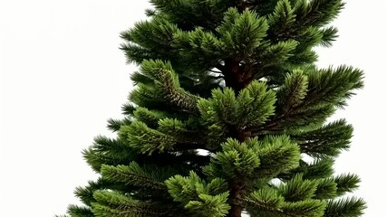 Four distinct trees showcasing seasonal changes