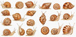 © studio - A collection of various garden snails with detailed brown and striped shells, depicted from multiple angles and perspectives.