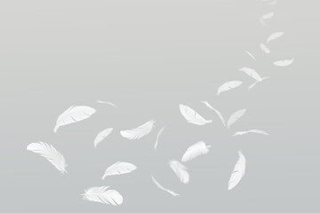 Wall Mural - many white bird feathers floating in the air. fluffy downy, softness of feathers floating in heavenl